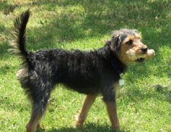 Wire-haired Terrier Mix